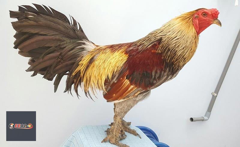 Đá Gà E88: Luật Chơi, Cách Cược Và Kinh Nghiệm - ravor.vip Đá Gà E88: Luật Chơi, Cách Cược Và Kinh Nghiệm - ravor.vip