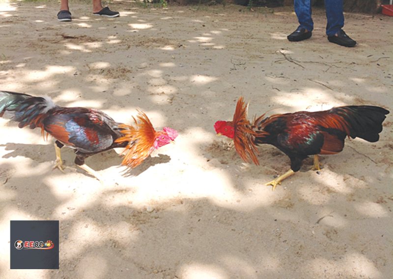 Đá Gà E88: Luật Chơi, Cách Cược Và Kinh Nghiệm - ravor.vip Đá Gà E88: Luật Chơi, Cách Cược Và Kinh Nghiệm - ravor.vip
