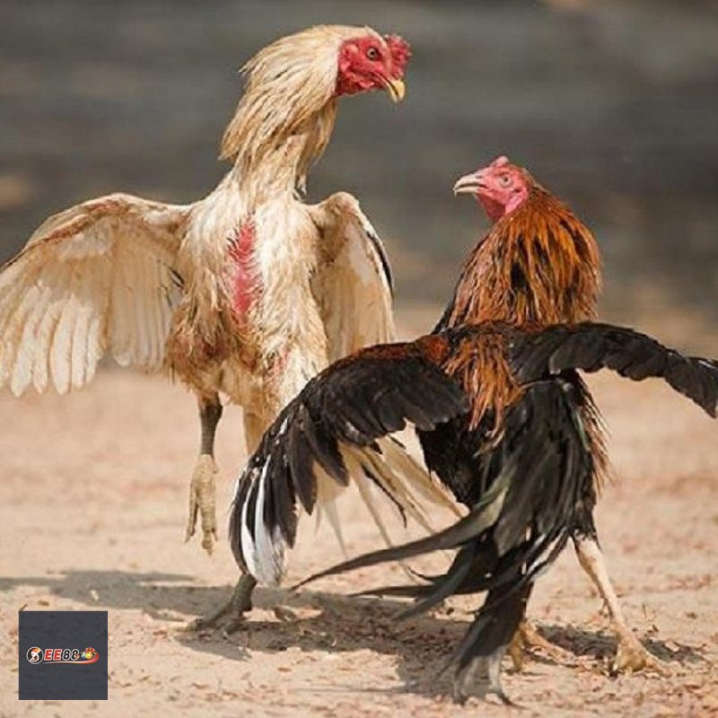 Đá Gà Online MM88: Cách Chơi, Đọc Kèo Và Kinh Nghiệm - ravor.vip Đá Gà Online MM88: Cách Chơi, Đọc Kèo Và Kinh Nghiệm - ravor.vip